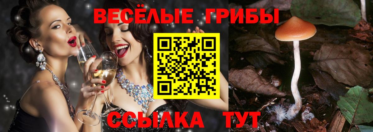 Кингисепп  Псилоцибиновые грибы прущие грибы  Вход с VPN  Галлюциногенные грибы ЛСД 