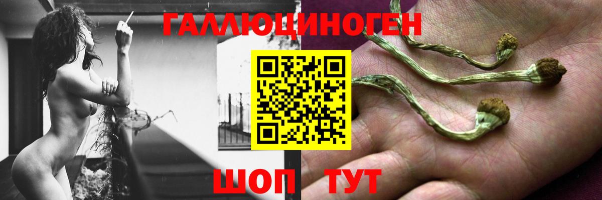 Галлюциногенные грибы Psilocybine cubensis Кингисепп